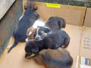 Cachorro raça Indefinida idade Abaixo de 2 meses nome Filhotes