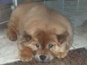 Cachorro raça Chow  chow idade 2 a 6 meses nome Zara
