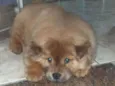 Cachorro raça Chow  chow idade 2 a 6 meses nome Zara