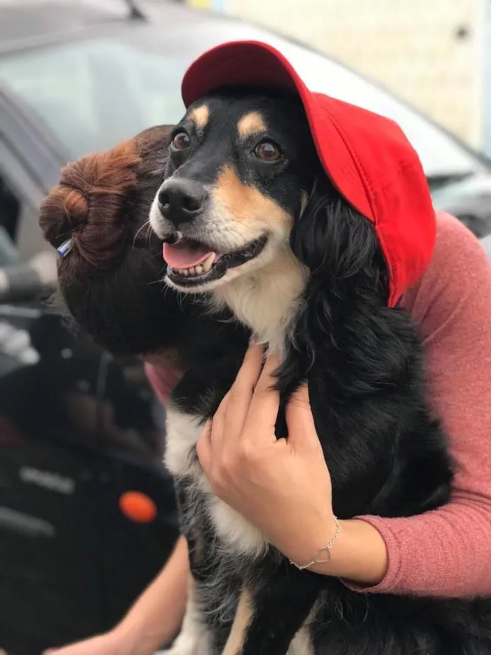 Cachorro raça Sem definição  idade 6 ou mais anos nome Aylla