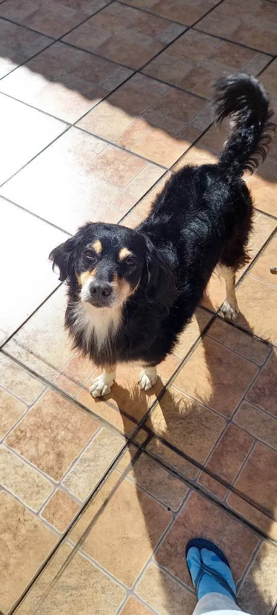 Cachorro raça Sem definição  idade 6 ou mais anos nome Aylla