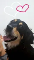 Cachorro raça Sem definição  idade 6 ou mais anos nome Aylla