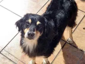 Cachorro raça Sem definição  idade 6 ou mais anos nome Aylla