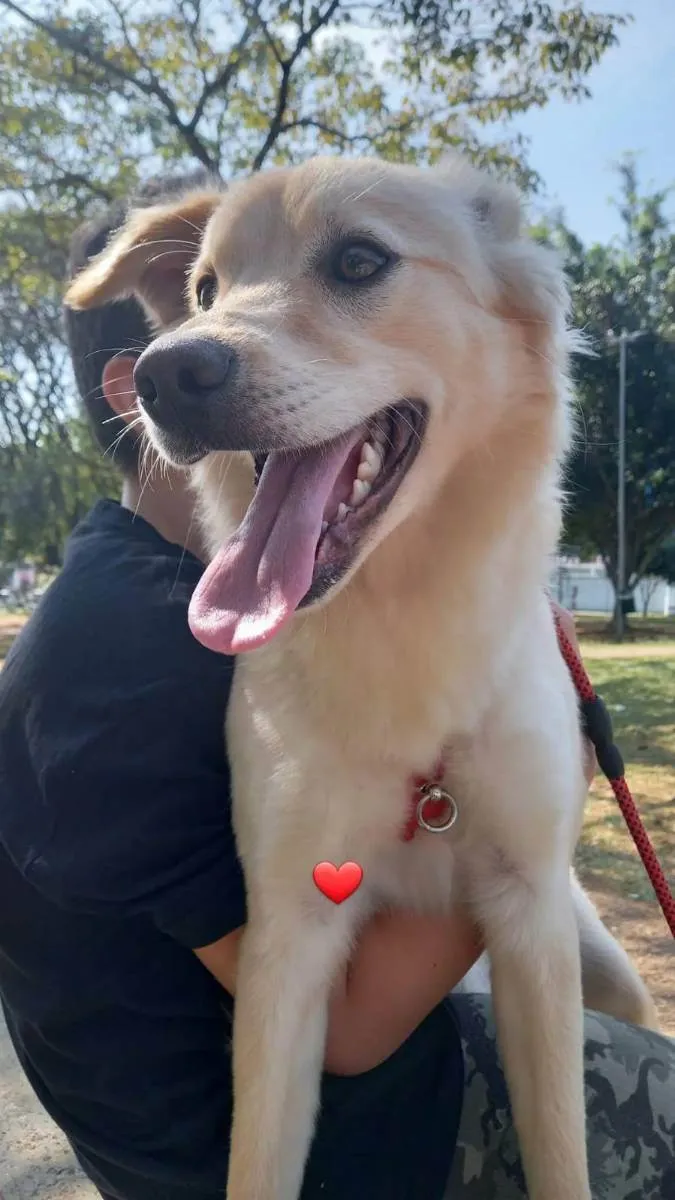 Cachorro raça Mistura de Gold e vira lata  idade 1 ano nome Paçoca 