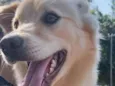 Cachorro raça Mistura de Gold e vira lata  idade 1 ano nome Paçoca 