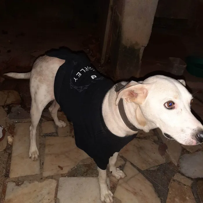 Cachorro ra a Vira-lata  idade 2 anos nome Tunico 