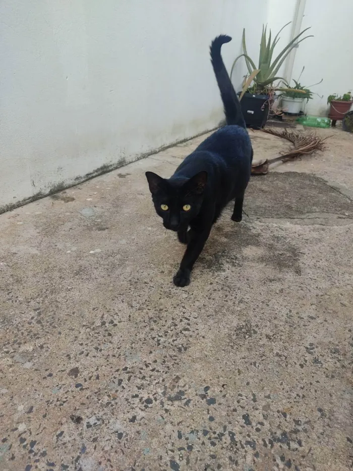 Gato ra a Sem raça defeninida  idade 1 ano nome Simba 