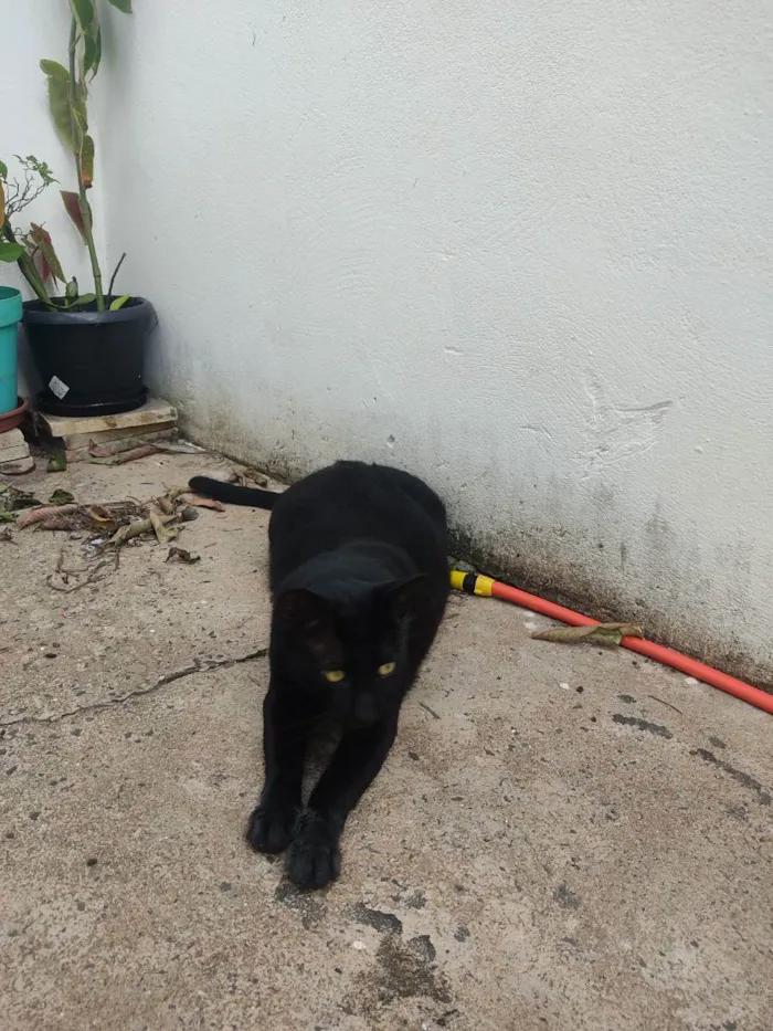 Gato ra a Sem raça defeninida  idade 1 ano nome Simba 