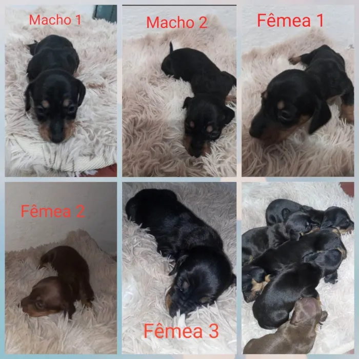 Cachorro ra a Mestiço: Salsicha/ vira lata idade Abaixo de 2 meses nome Ariela