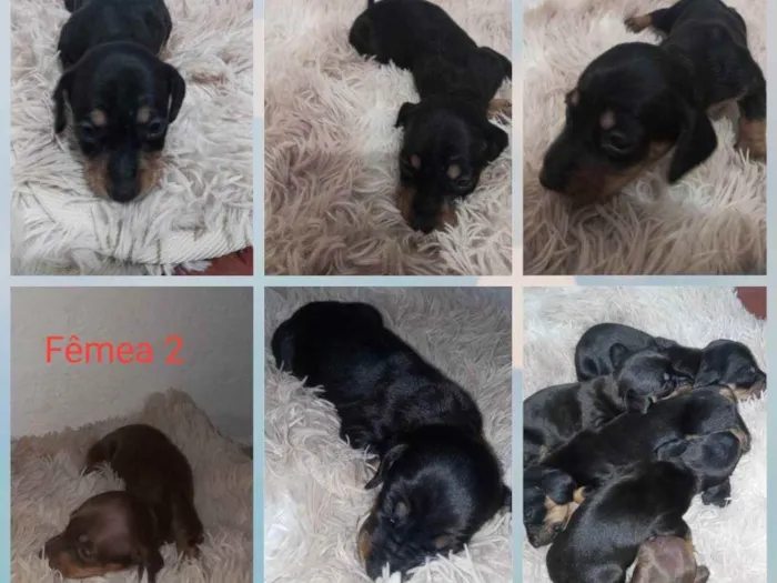 Cachorro ra a Mestiço: Salsicha/ vira lata idade Abaixo de 2 meses nome Ariela