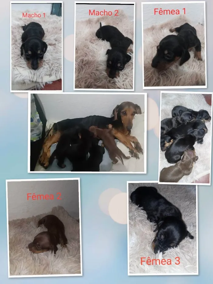 Cachorro ra a Mestiço: Salsicha/ vira lata idade Abaixo de 2 meses nome Ariela