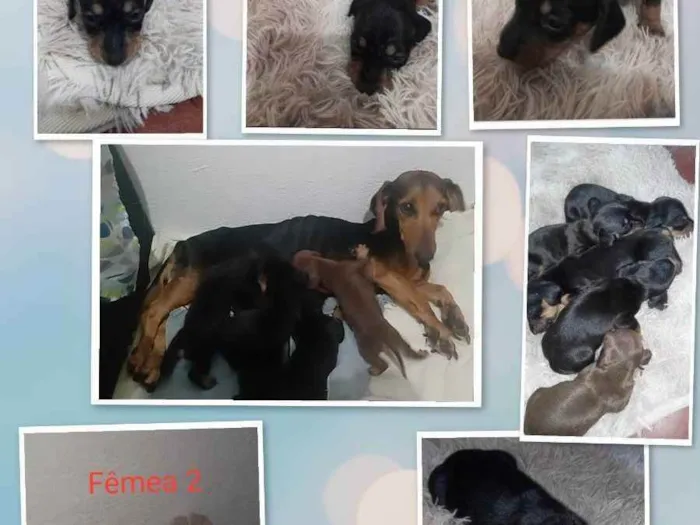 Cachorro ra a Mestiço: Salsicha/ vira lata idade Abaixo de 2 meses nome Ariela