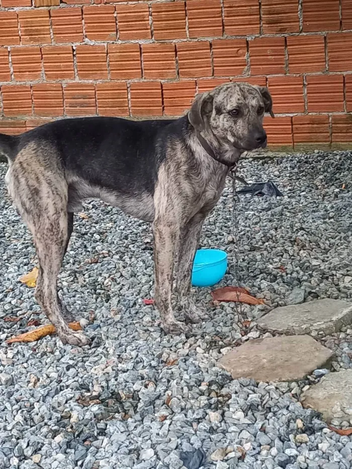 Cachorro ra a Vira lata idade 3 anos nome Mingau 