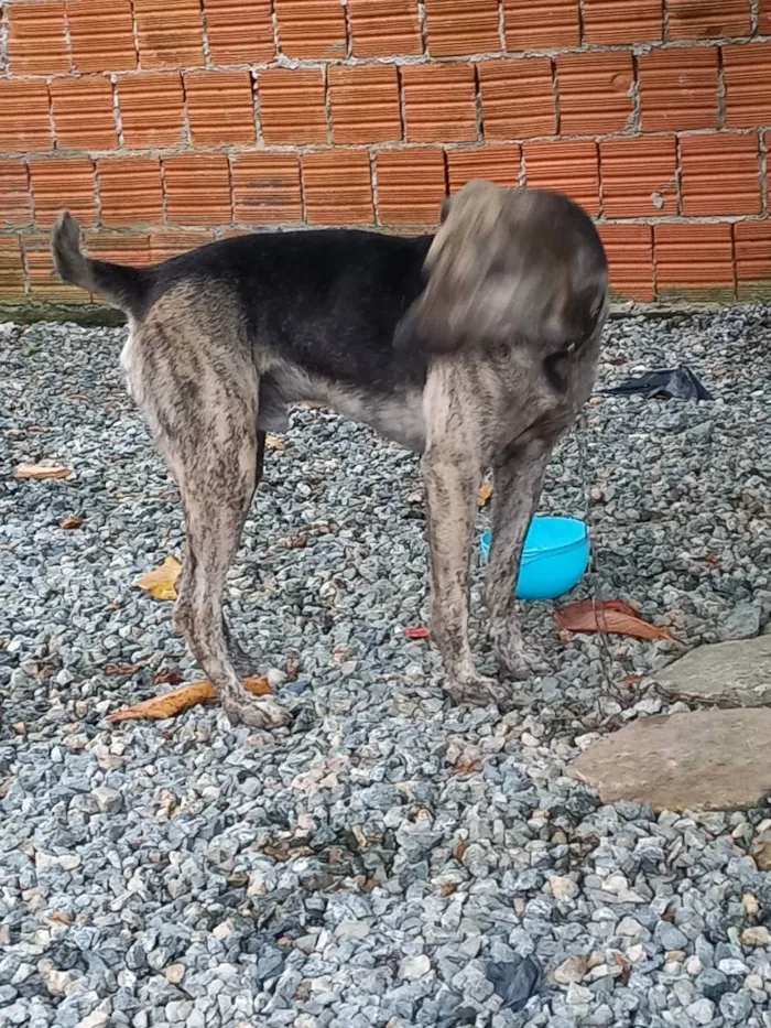 Cachorro ra a Vira lata idade 3 anos nome Mingau 