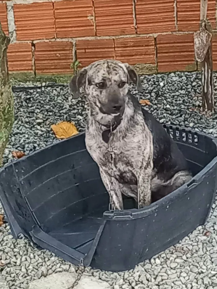 Cachorro ra a Vira lata idade 3 anos nome Mingau 