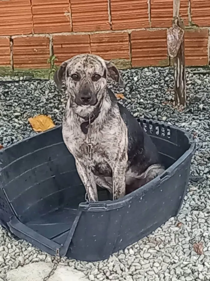 Cachorro ra a Vira lata idade 3 anos nome Mingau 