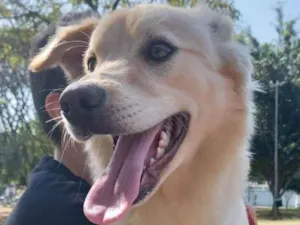 Cachorro raça Mistura de Gold e vira lata  idade 1 ano nome Paçoca 