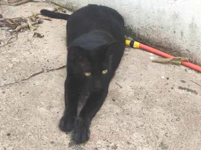 Gato raça Sem raça defeninida  idade 1 ano nome Simba 