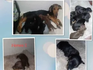 Cachorro raça Mestiço: Salsicha/ vira lata idade Abaixo de 2 meses nome Ariela