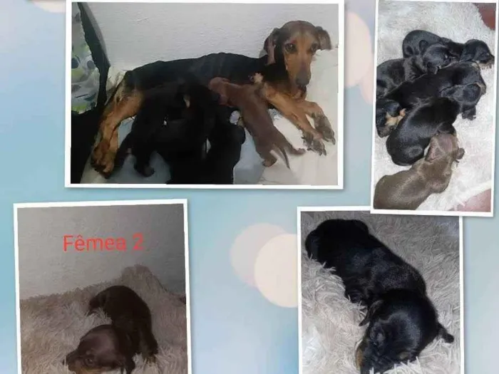 Cachorro ra a Mestiço: Salsicha/ vira lata idade Abaixo de 2 meses nome Ariela