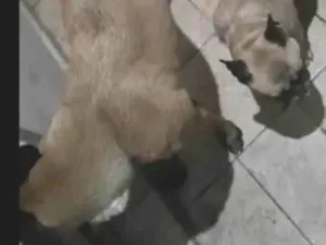 Cachorro raça Bulldog Francês  e pastor belg idade 3 anos nome Trovão  e Gaia 