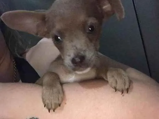 Cachorro ra a Srd idade Abaixo de 2 meses nome Kika