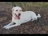 Cachorro raça Labrador idade 6 ou mais anos nome Maya