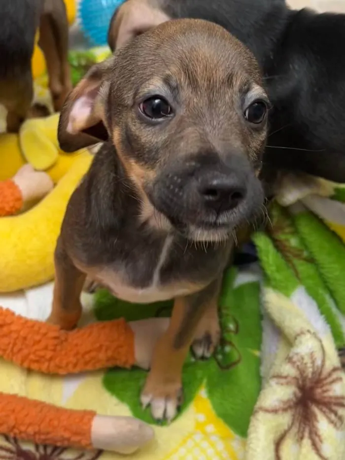 Cachorro raça SRD  idade 2 a 6 meses nome Sem Nome