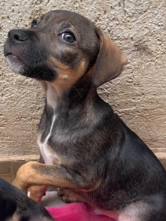 Cachorro raça SRD  idade 2 a 6 meses nome Sem Nome