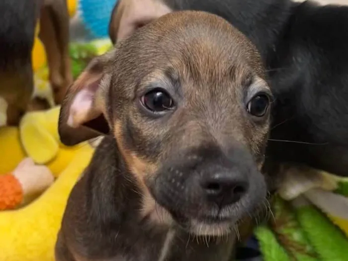 Cachorro raça SRD  idade 2 a 6 meses nome Sem Nome