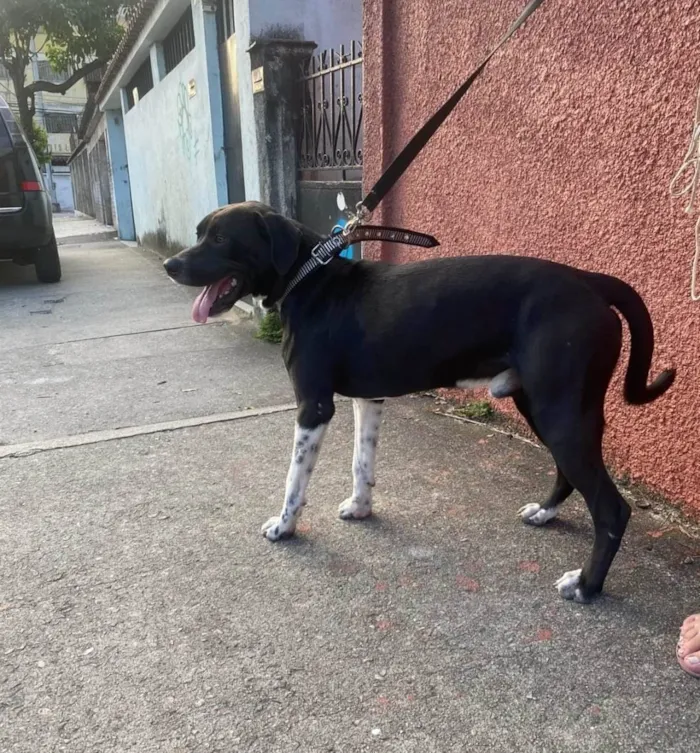 Cachorro ra a Mix Pitbull idade 1 ano nome Bob 