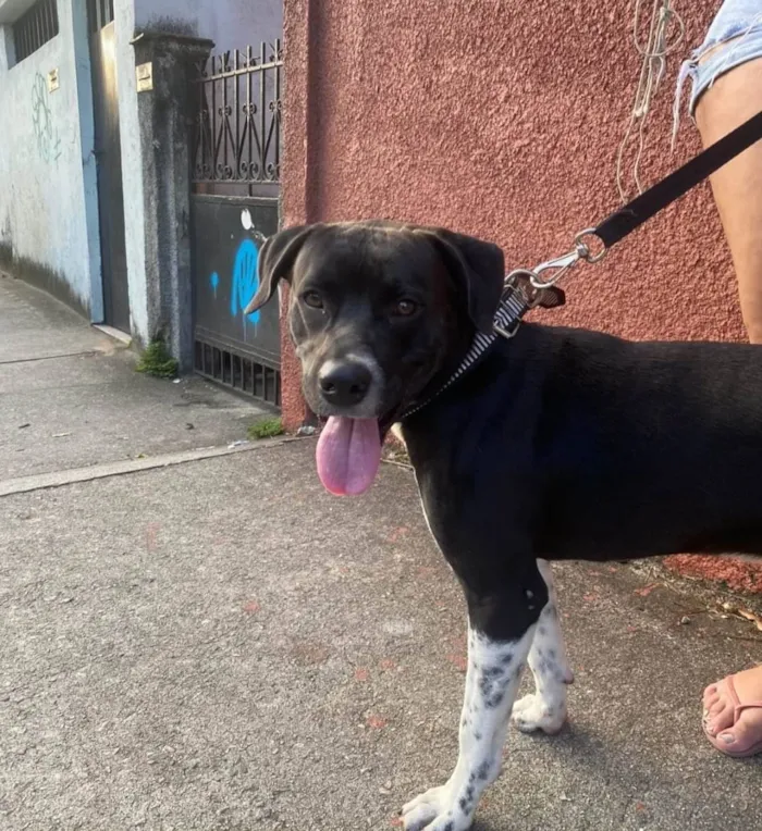 Cachorro ra a Mix Pitbull idade 1 ano nome Bob 