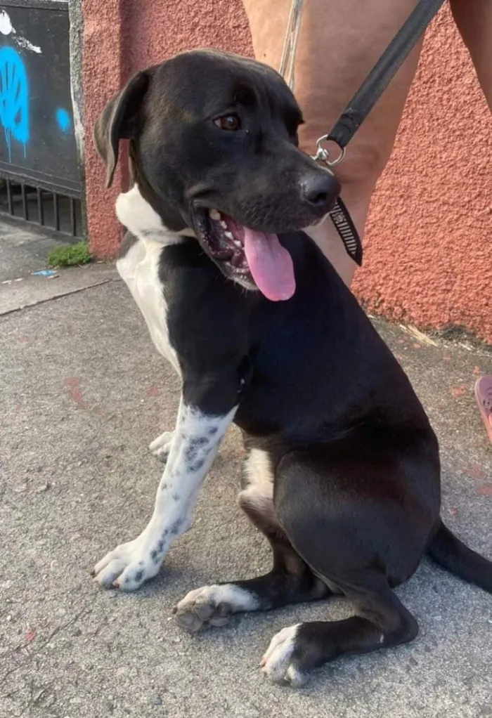 Cachorro ra a Mix Pitbull idade 1 ano nome Bob 