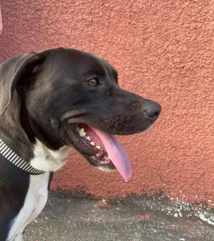 Cachorro ra a Mix Pitbull idade 1 ano nome Bob 