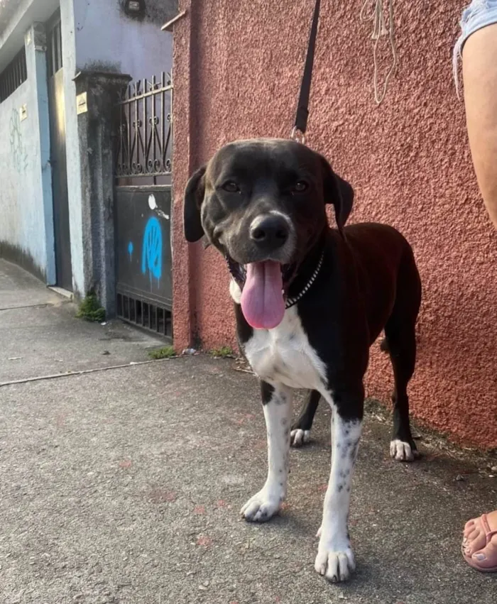 Cachorro ra a Mix Pitbull idade 1 ano nome Bob 