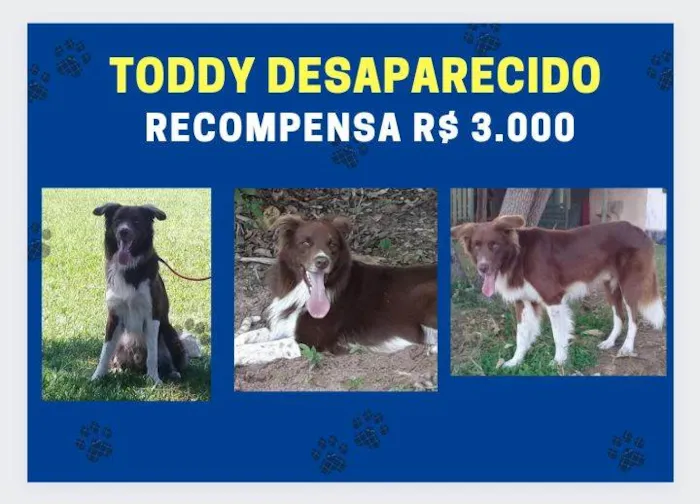 Cachorro ra a Border collie  idade 5 anos nome Toddy