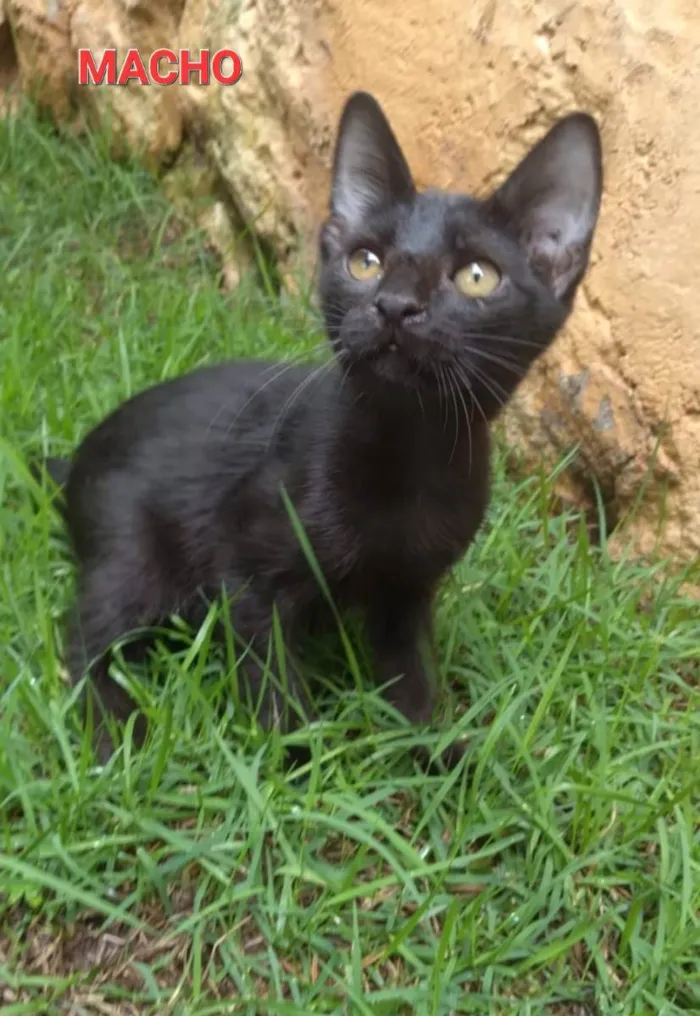Gato ra a PCB idade 2 a 6 meses nome Vini