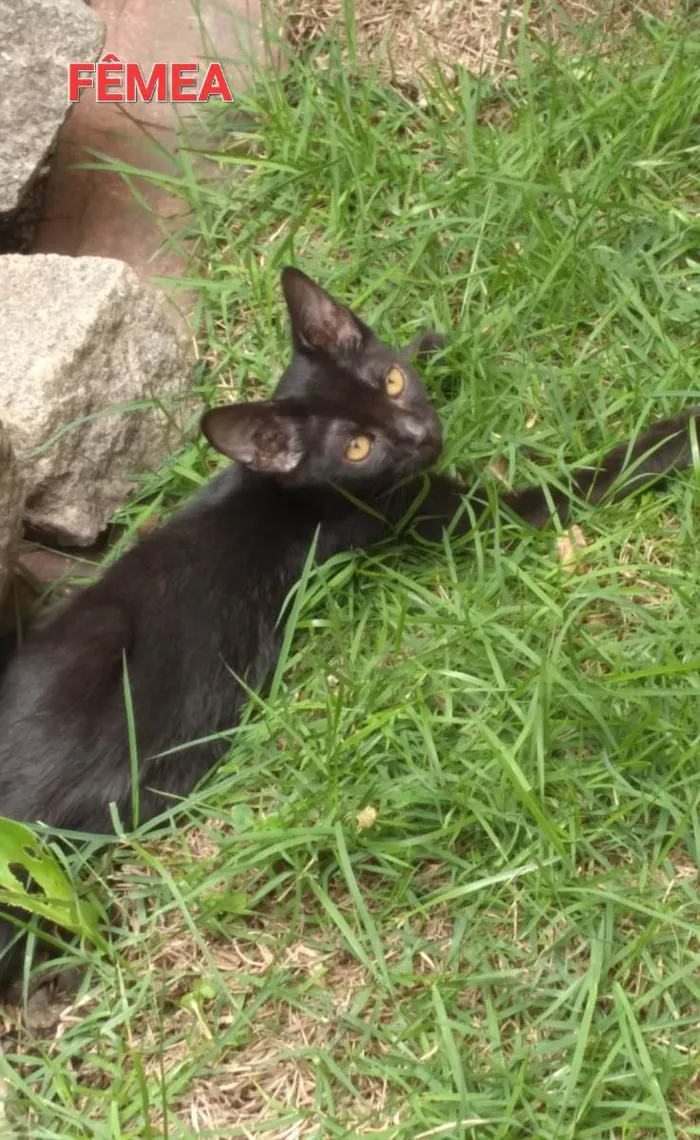 Gato ra a SRD idade 2 a 6 meses nome Viola