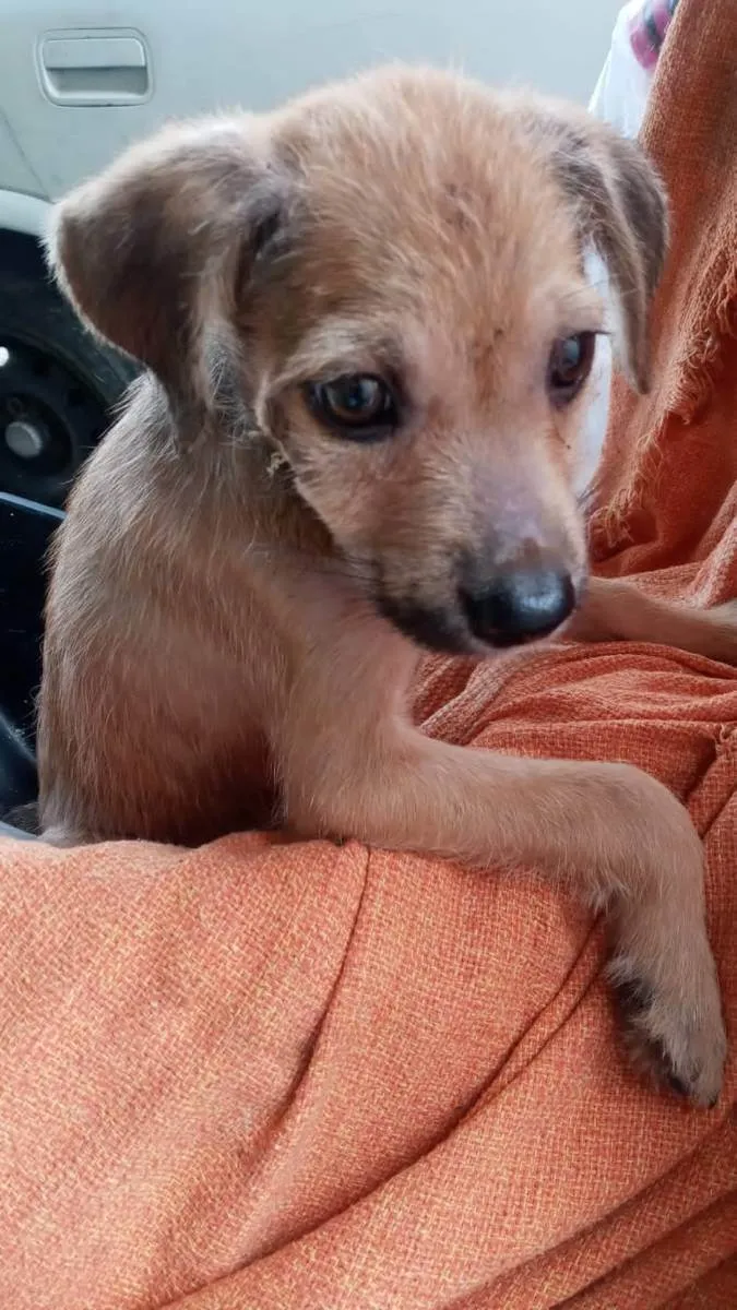 Cachorro ra a SRD idade 2 a 6 meses nome Caramelo sem lar
