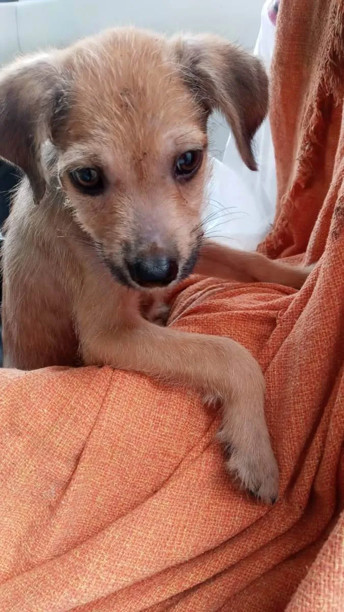 Cachorro ra a SRD idade 2 a 6 meses nome Caramelo sem lar