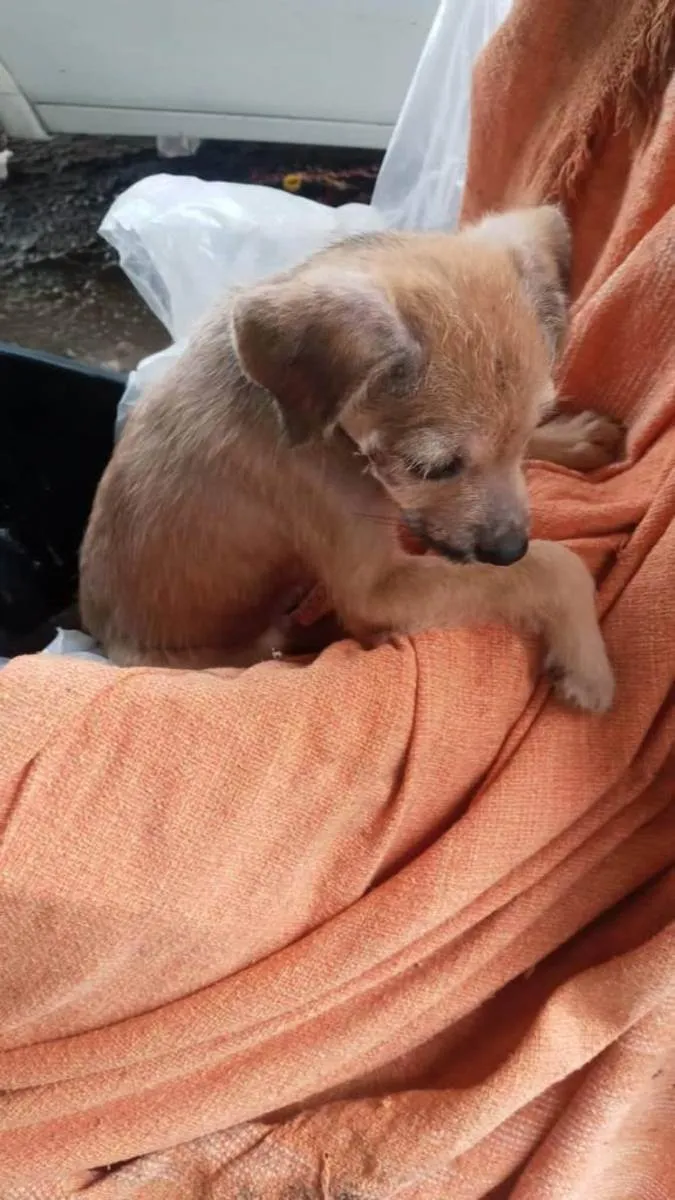 Cachorro ra a SRD idade 2 a 6 meses nome Caramelo sem lar