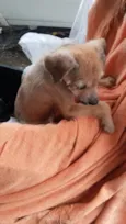 Caramelo sem lar