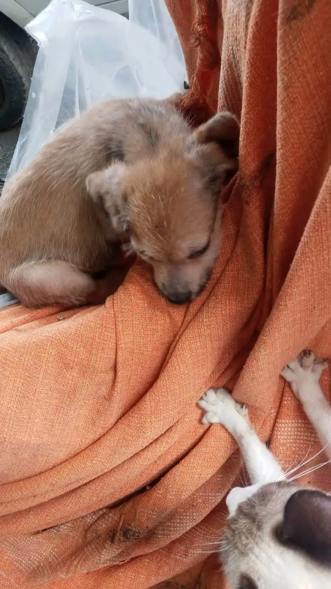 Cachorro ra a SRD idade 2 a 6 meses nome Caramelo sem lar