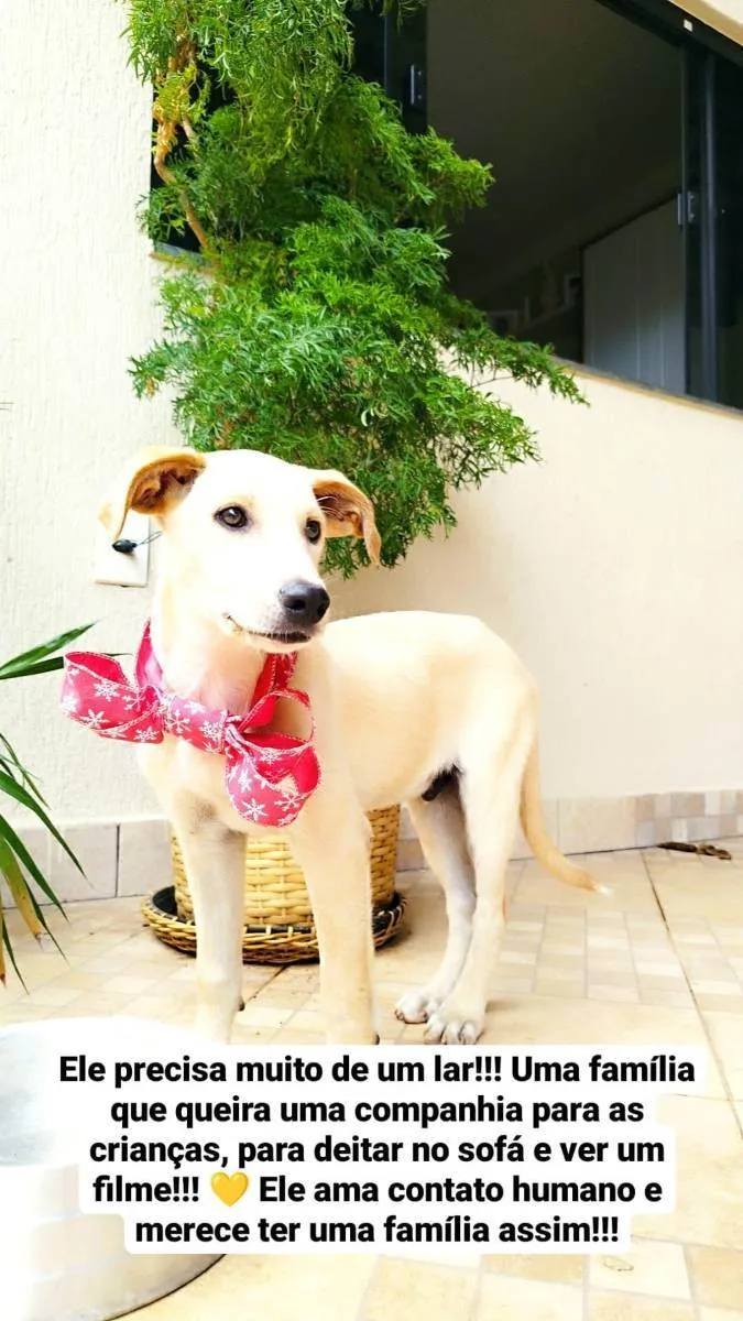 Cachorro ra a Srd idade 2 a 6 meses nome PLUTO
