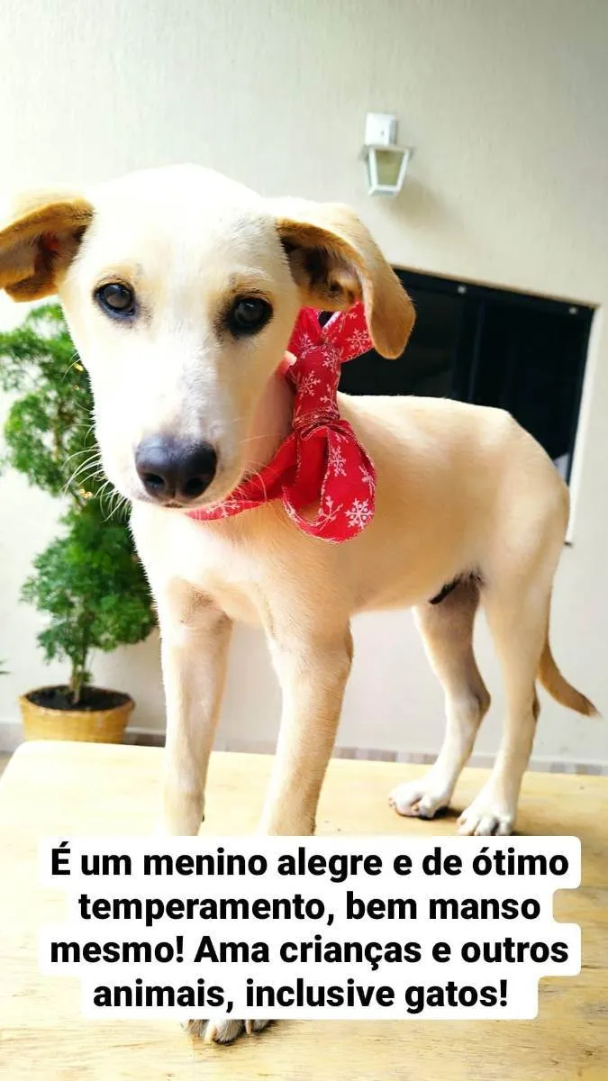 Cachorro ra a Srd idade 2 a 6 meses nome PLUTO