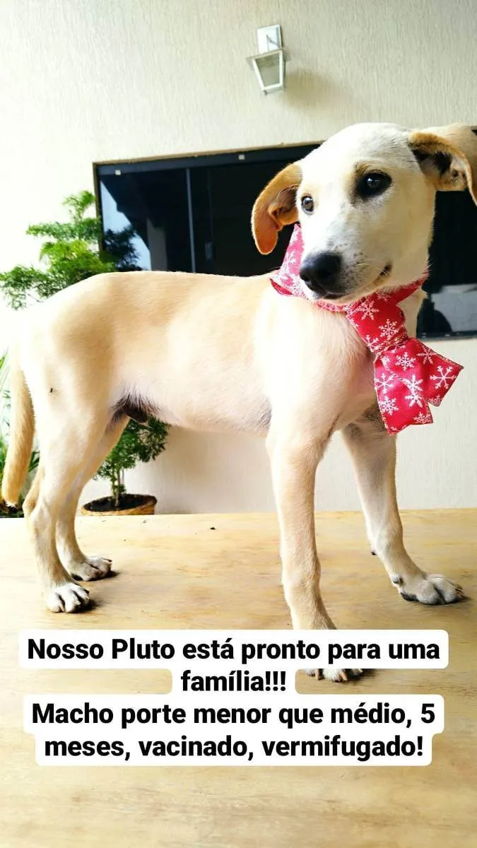 Cachorro ra a Srd idade 2 a 6 meses nome PLUTO