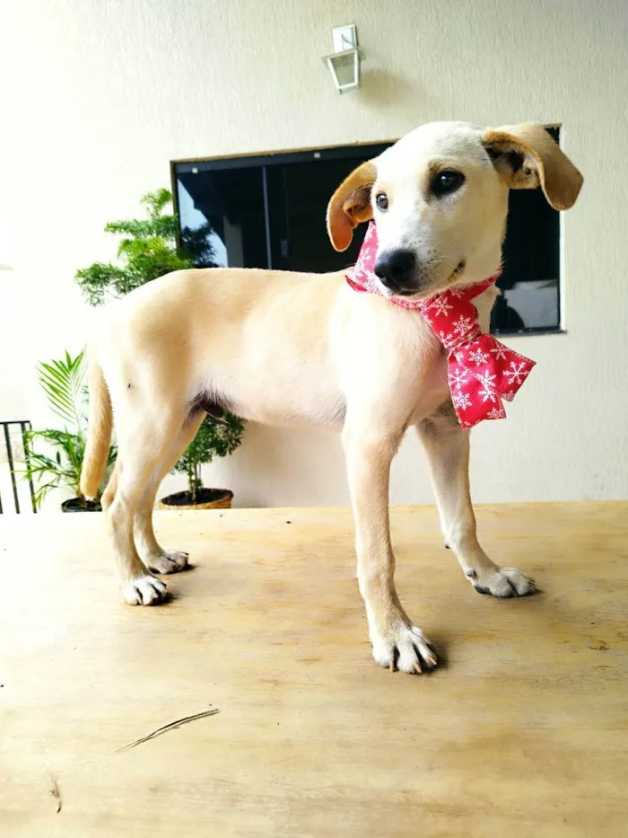 Cachorro ra a Srd idade 2 a 6 meses nome PLUTO