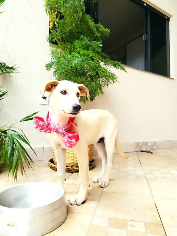 Cachorro ra a Srd idade 2 a 6 meses nome PLUTO