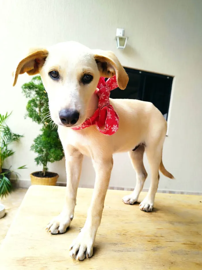 Cachorro ra a Srd idade 2 a 6 meses nome PLUTO