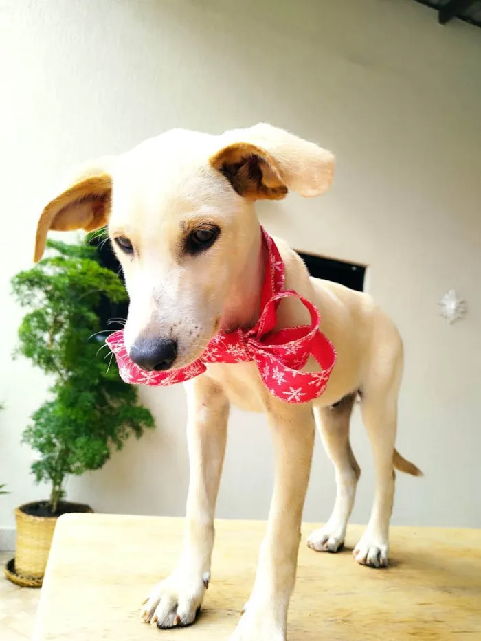 Cachorro ra a Srd idade 2 a 6 meses nome PLUTO
